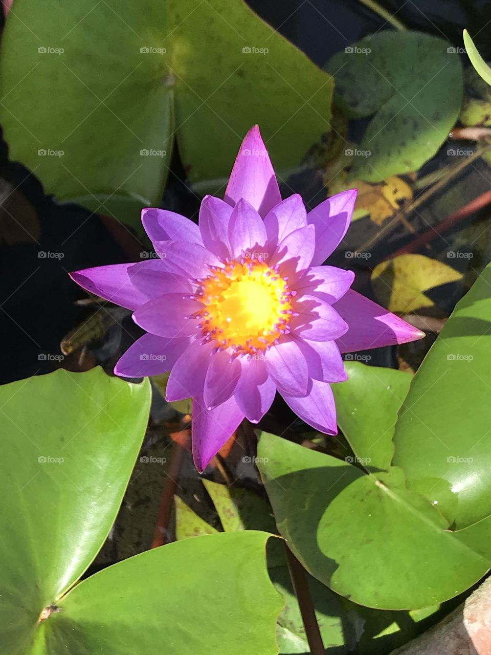 Purple lotus flower at a park 