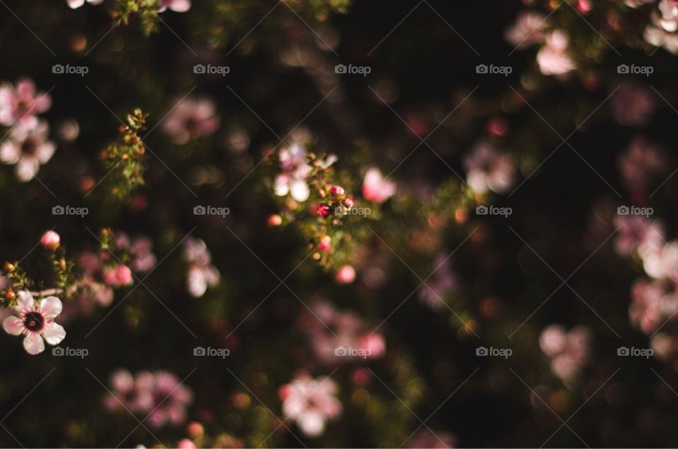 Just some cute pink flowers and bokeh. Works great as a desktop wallpaper.