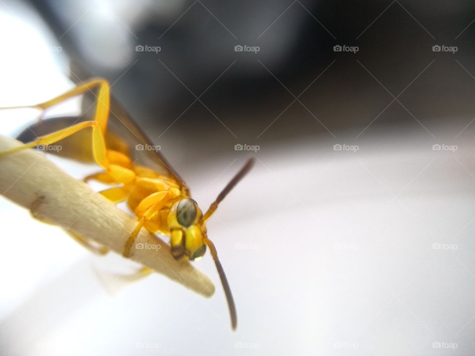 Bee in its habitat b