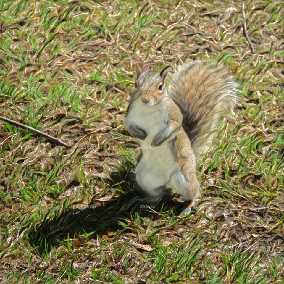 Squirrel