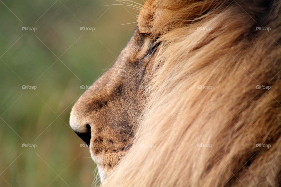 Extreme close-up of lion