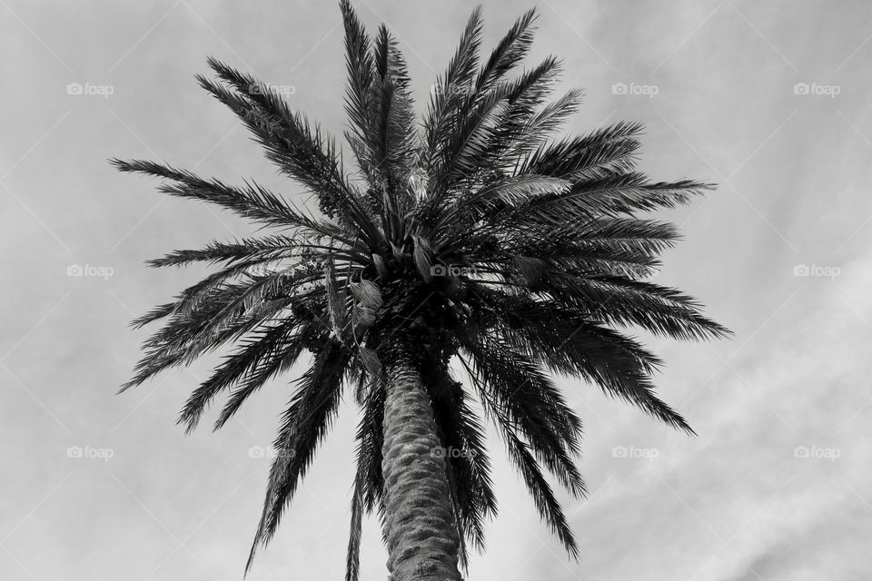 Palm tree against the sky, black and white 