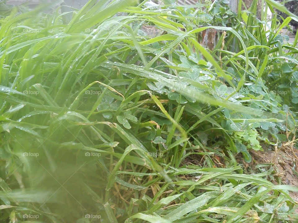 Grass and Rainy Day Algiers