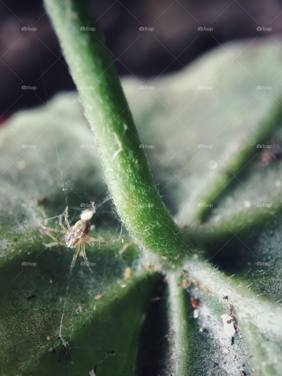 Tiny spider,