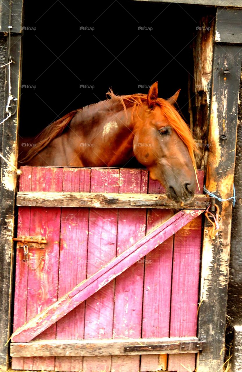 Majestic horses