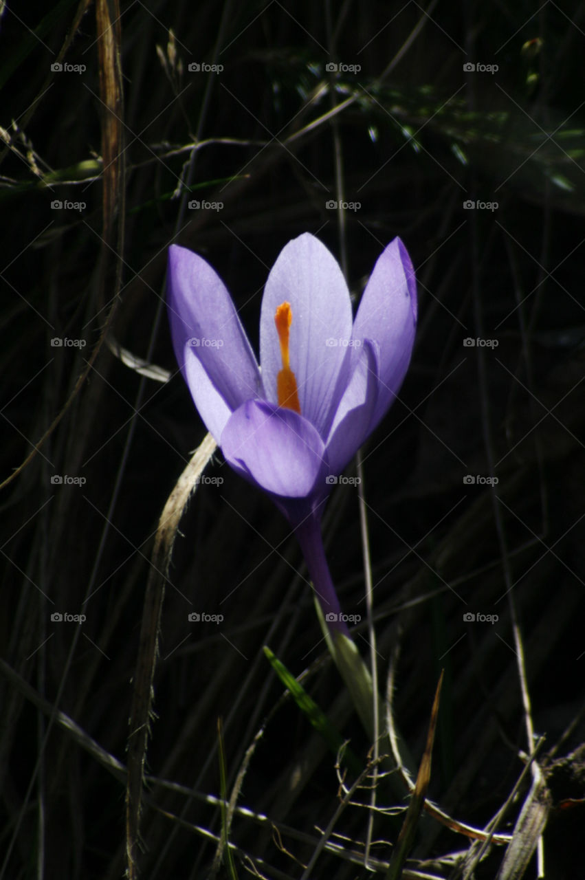 cyclamen