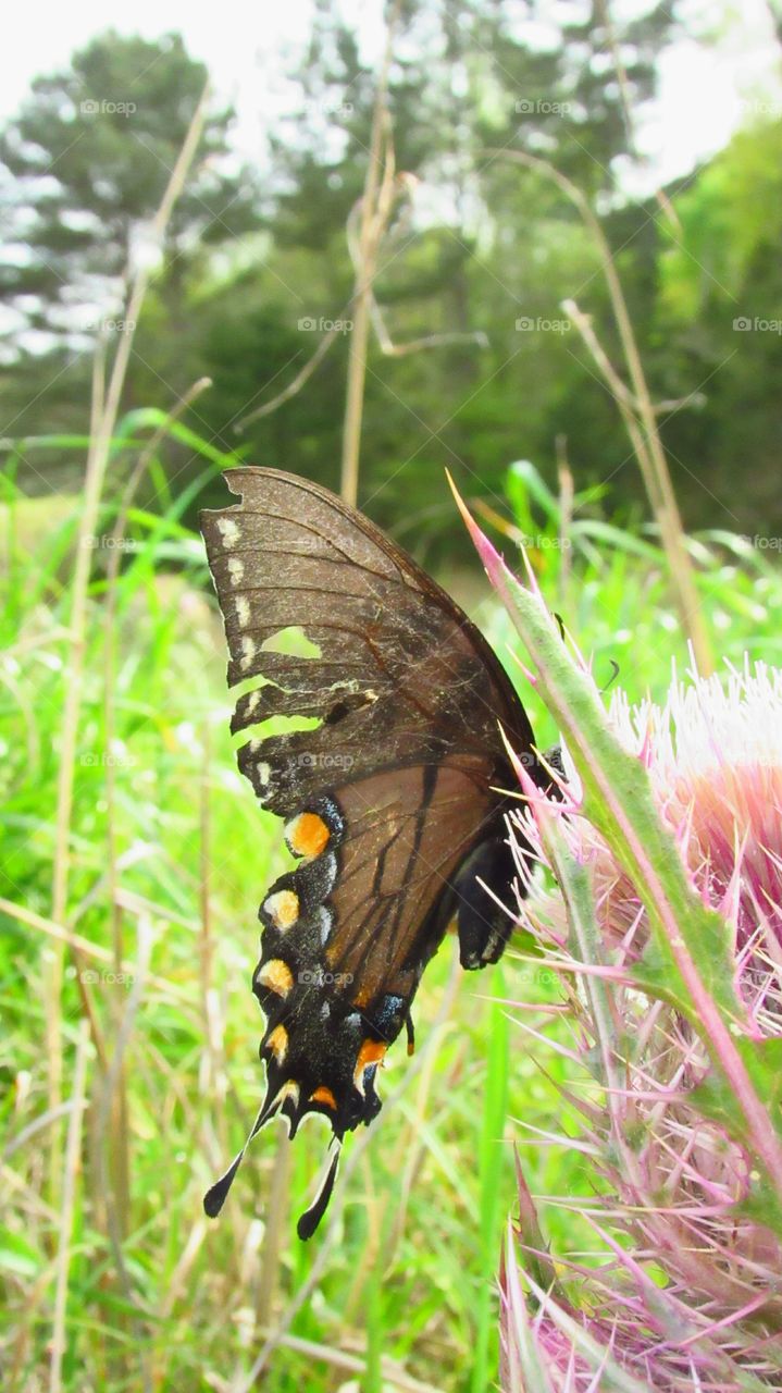 black swallowtail butterfly on thistle flower