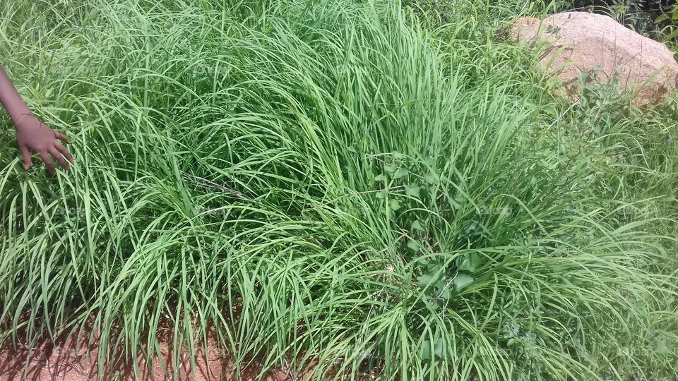 nature