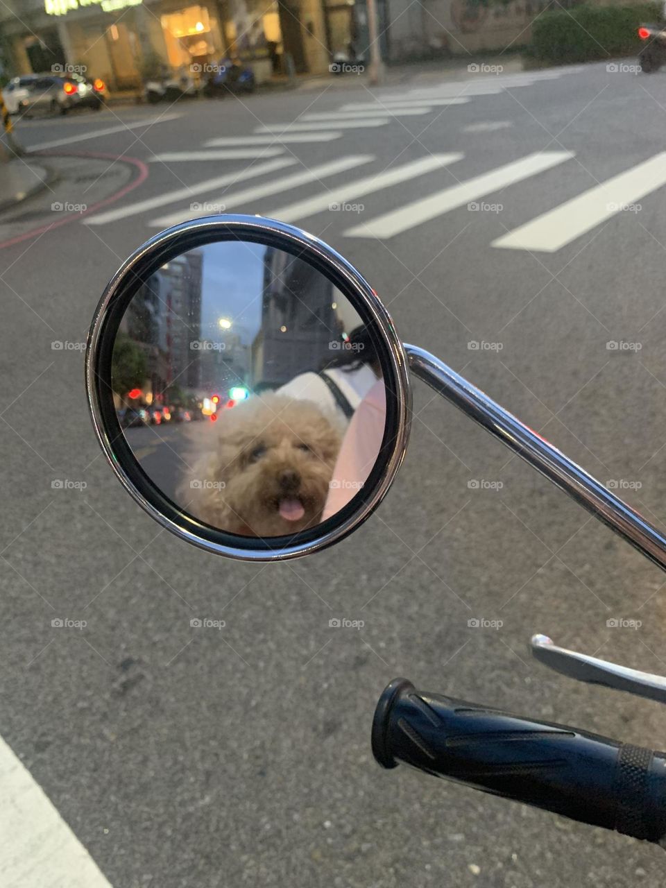 Baby dog in the mirror