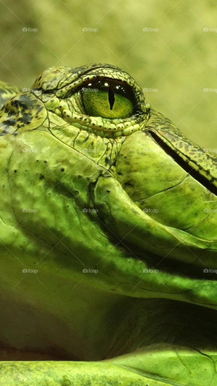 Wallpapers crocodile