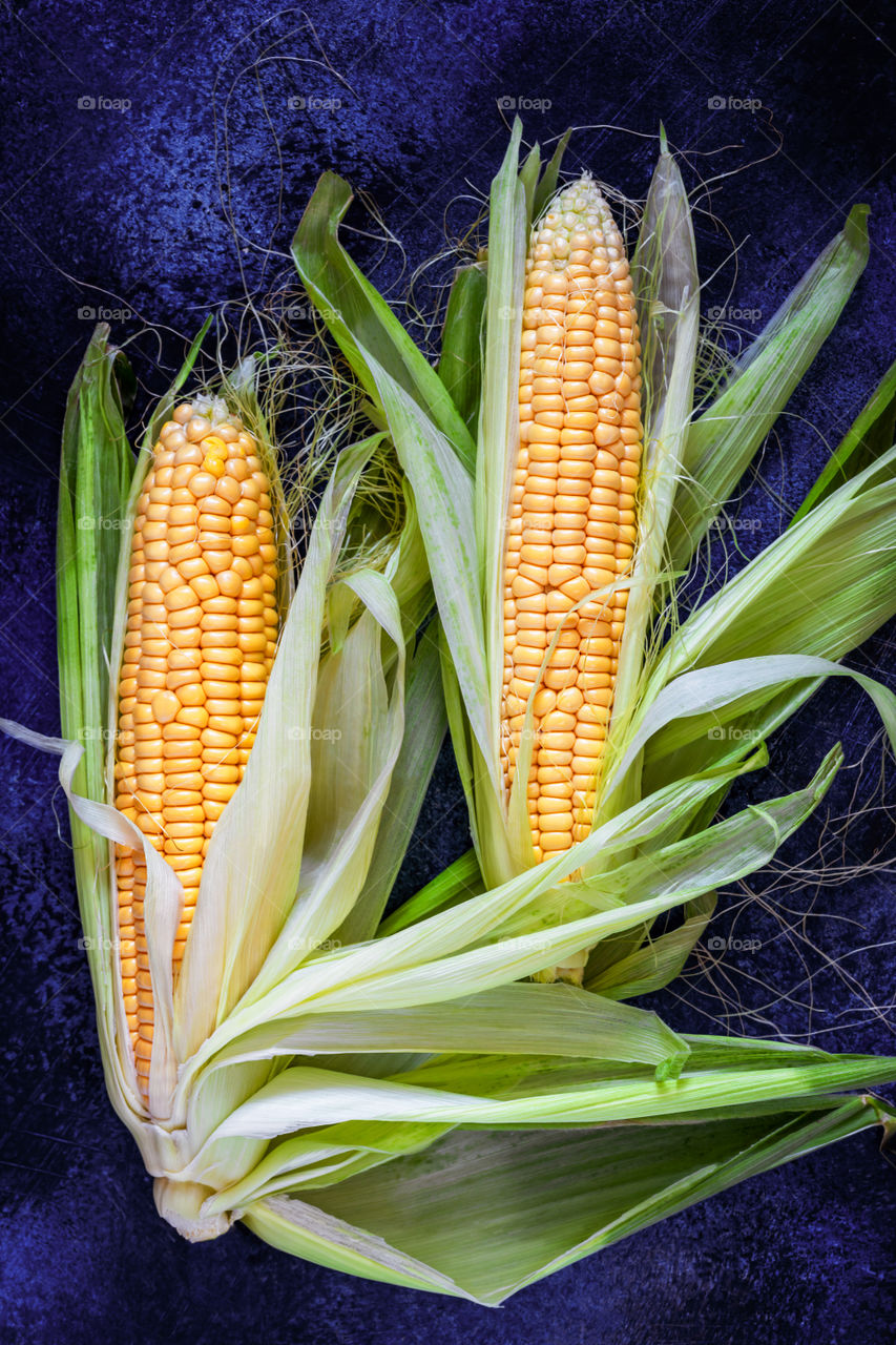 A whole two cobs of young yellow corn with beautifully spread leaves on a dark blue textured background. The beauty of natural, seasonal vegetables and fruits. Food photos, top view