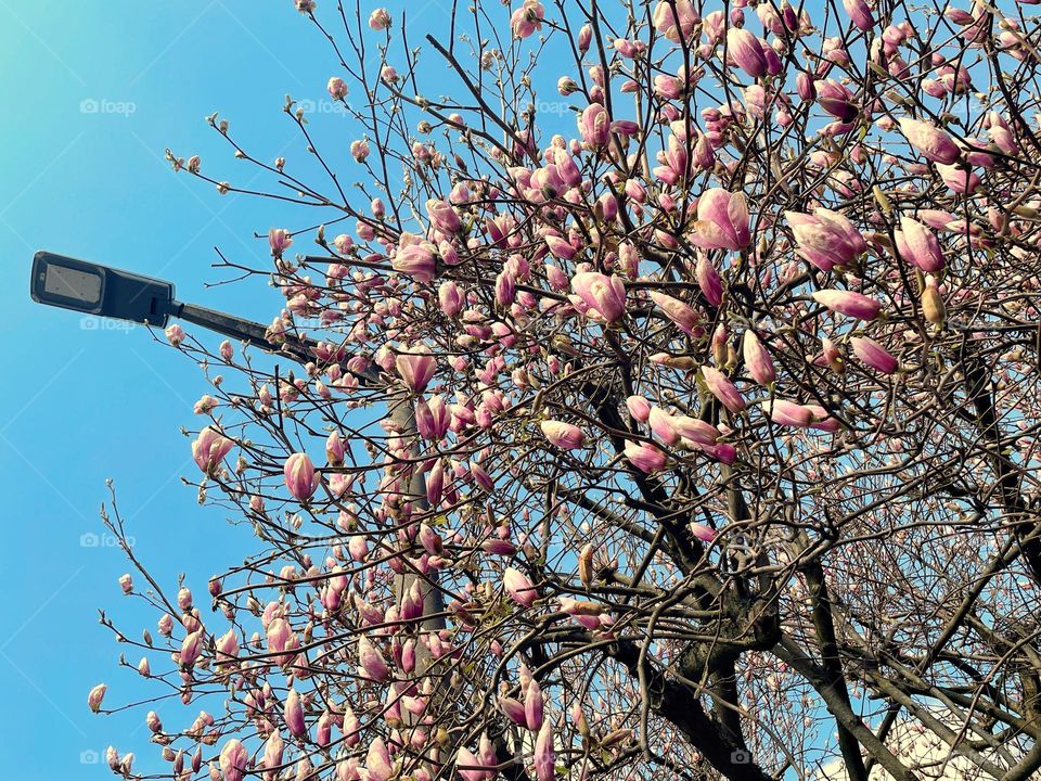 Bottom view of a blossoming magnolia tree against a blue sky and street lamp 