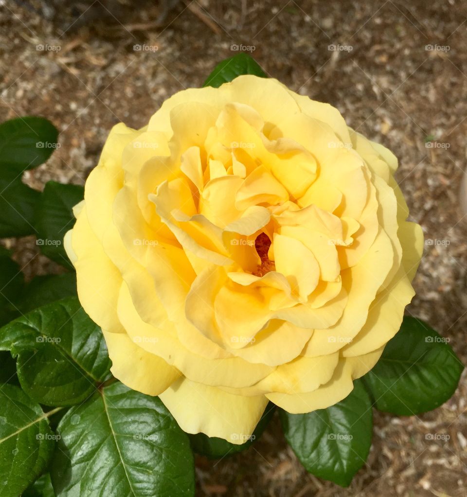 Yellow Rose