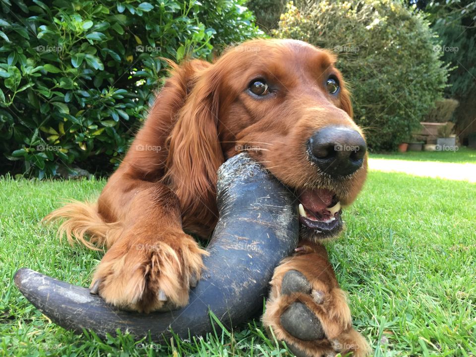 Quinn enjoying chewing time in the garden .. gnawing a buffalo horn 