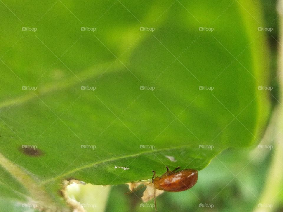 insect on leaf
