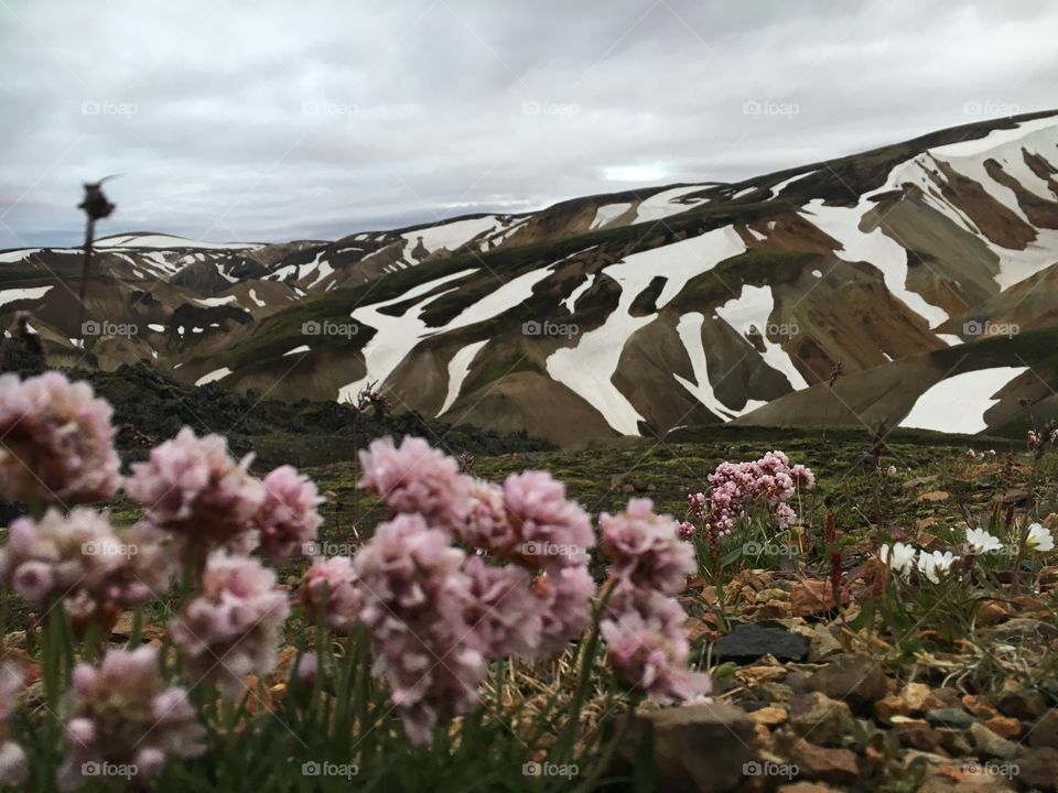 Flowers springing up at the foot of the Landmannelugar glacier in Iceland. New life. 
