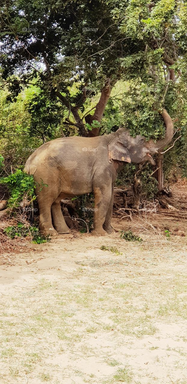 Nationalpark Sri Lanka