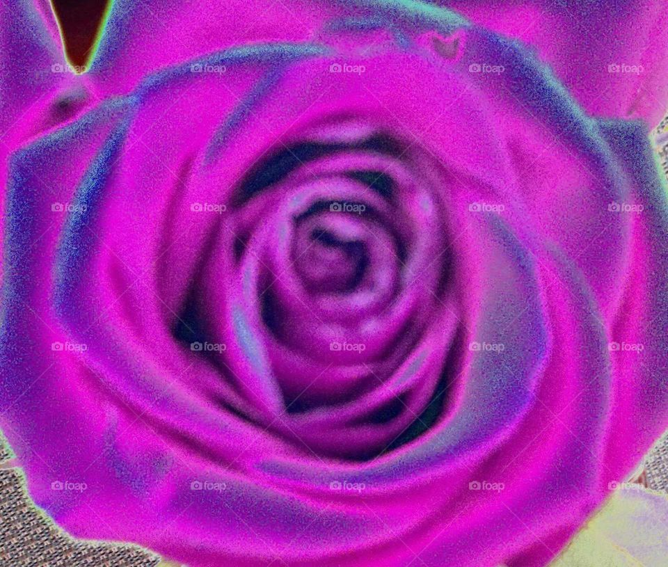 rose hyperpigmented