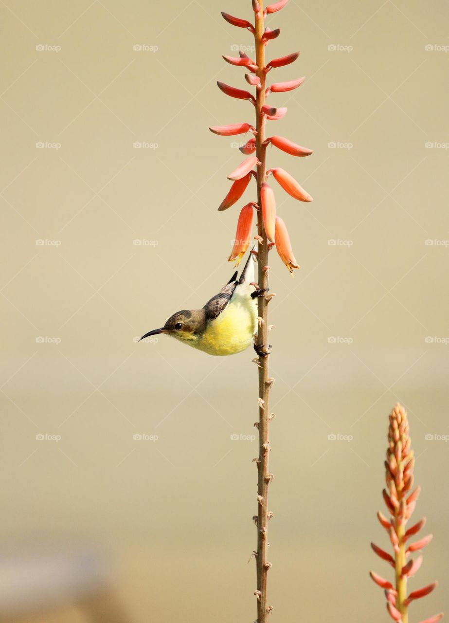 yellow sunbird on aloe vera plant
