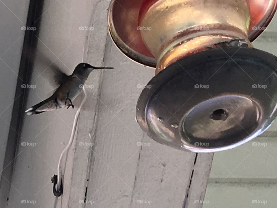 Hummingbird at a feeder fun and lively little birds fun to watch during the summer months.