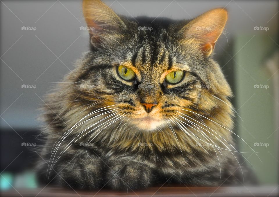 Maine Coon