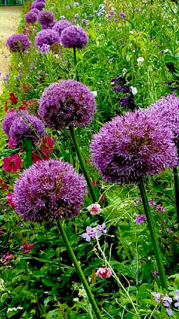 Giant Allium Bulbs, flower