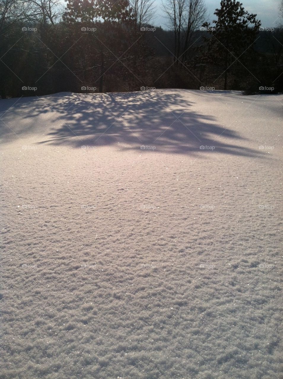 Tree shadow in snow 