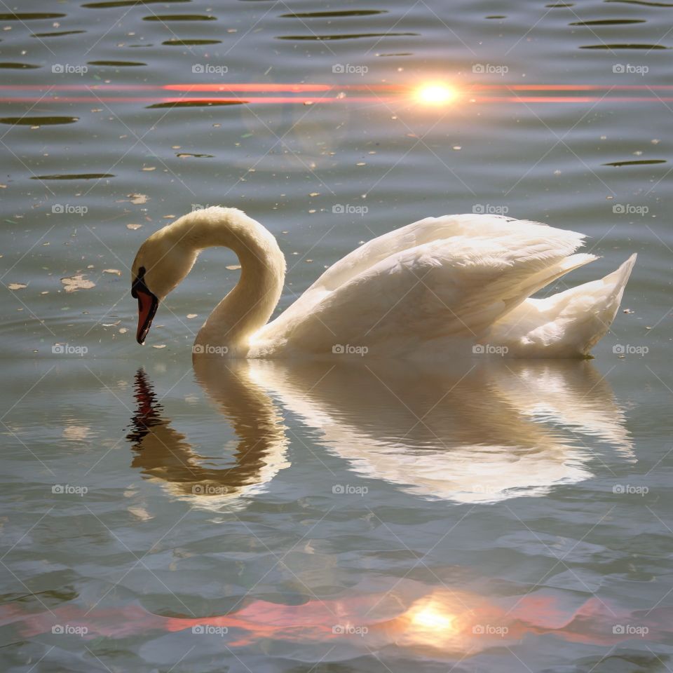Reflection of swan in water