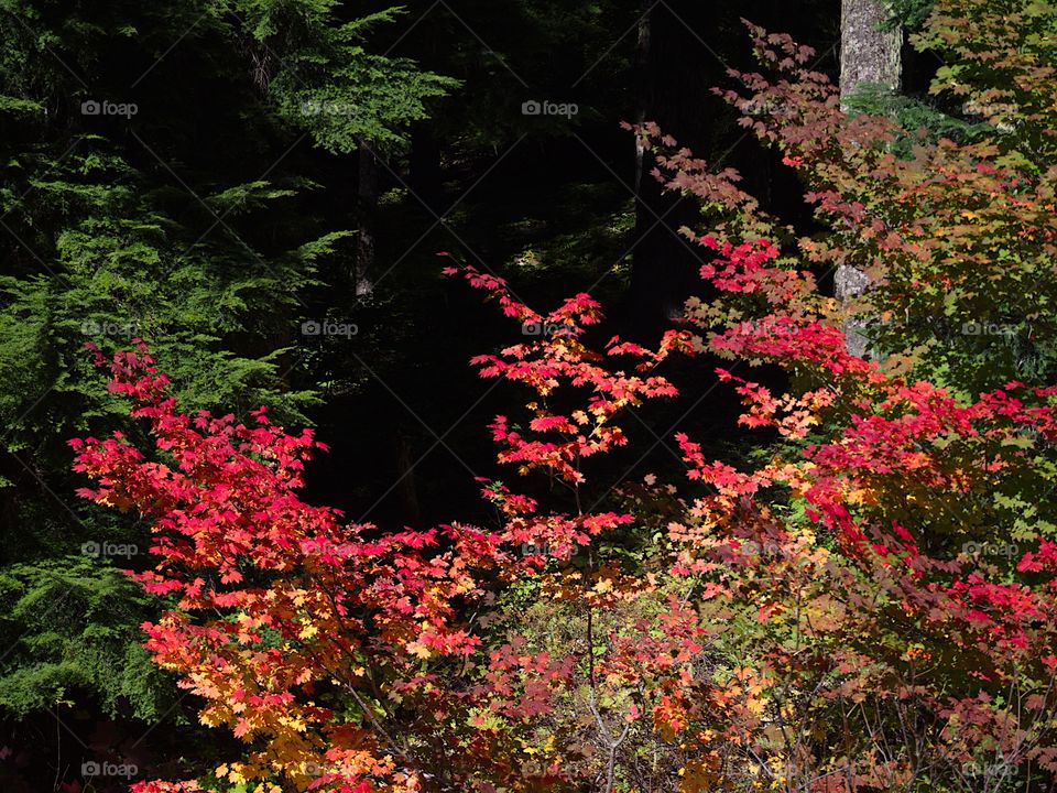 Maple trees in the forests of Western Oregon with leaves shining in their stunning fall colors of red, orange, and yellow on a sunny autumn day.