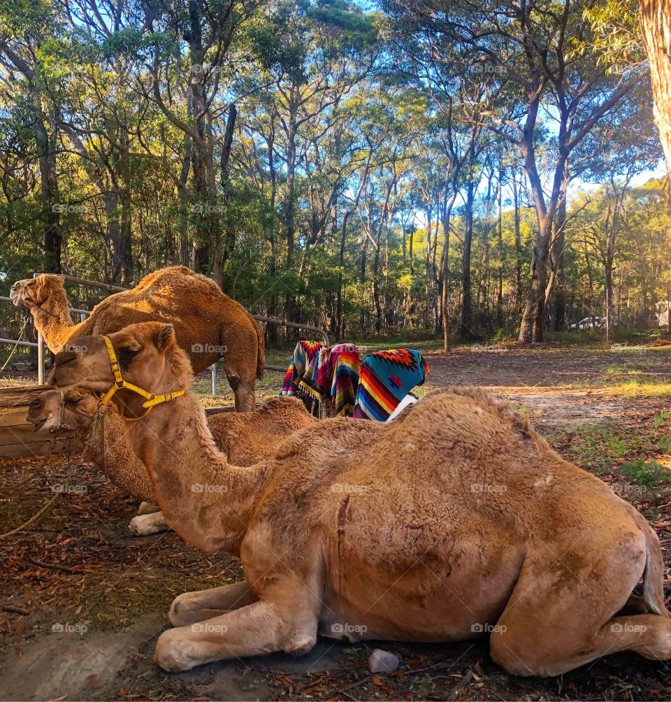 Camels in the Australian bush - eucalyptus trees and camels