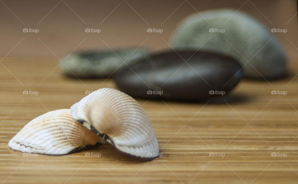 Close-up of a clam shell