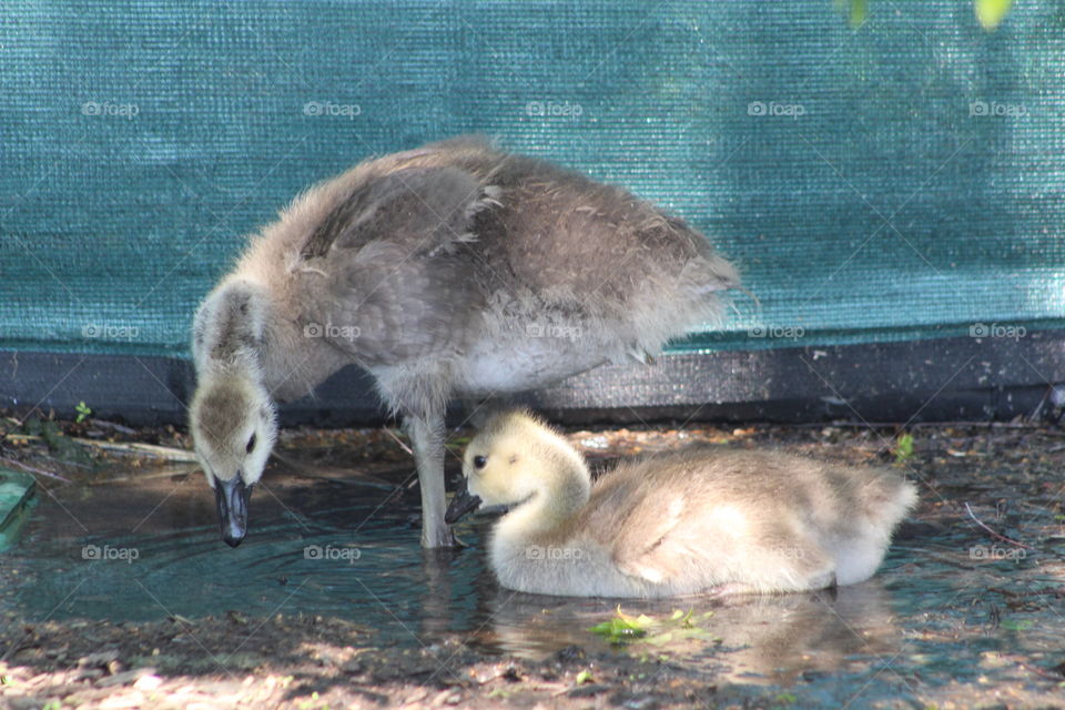 Two Canada geese (goslings) bathing and drinking in a puddle 