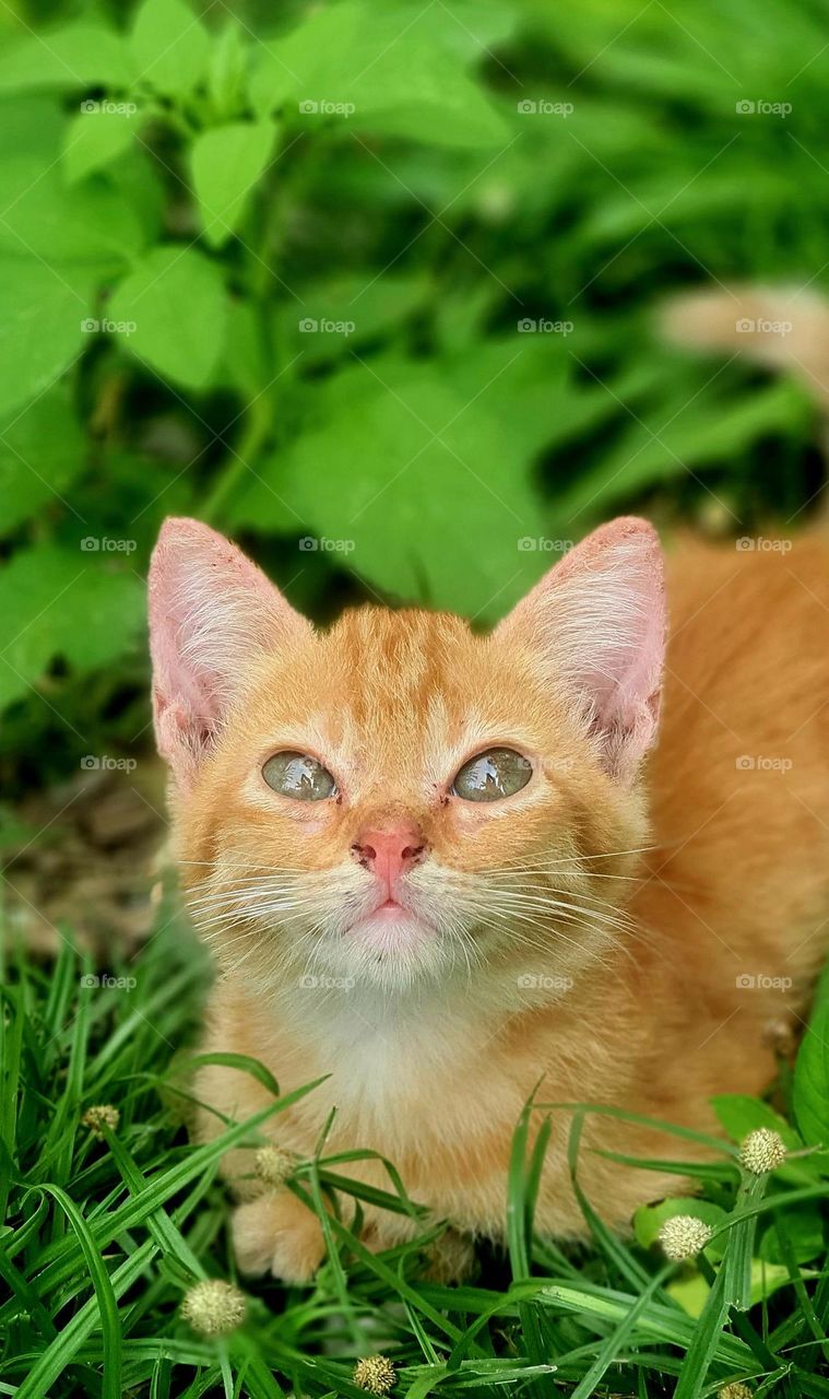 Close Up on Orange Tabby Kitten