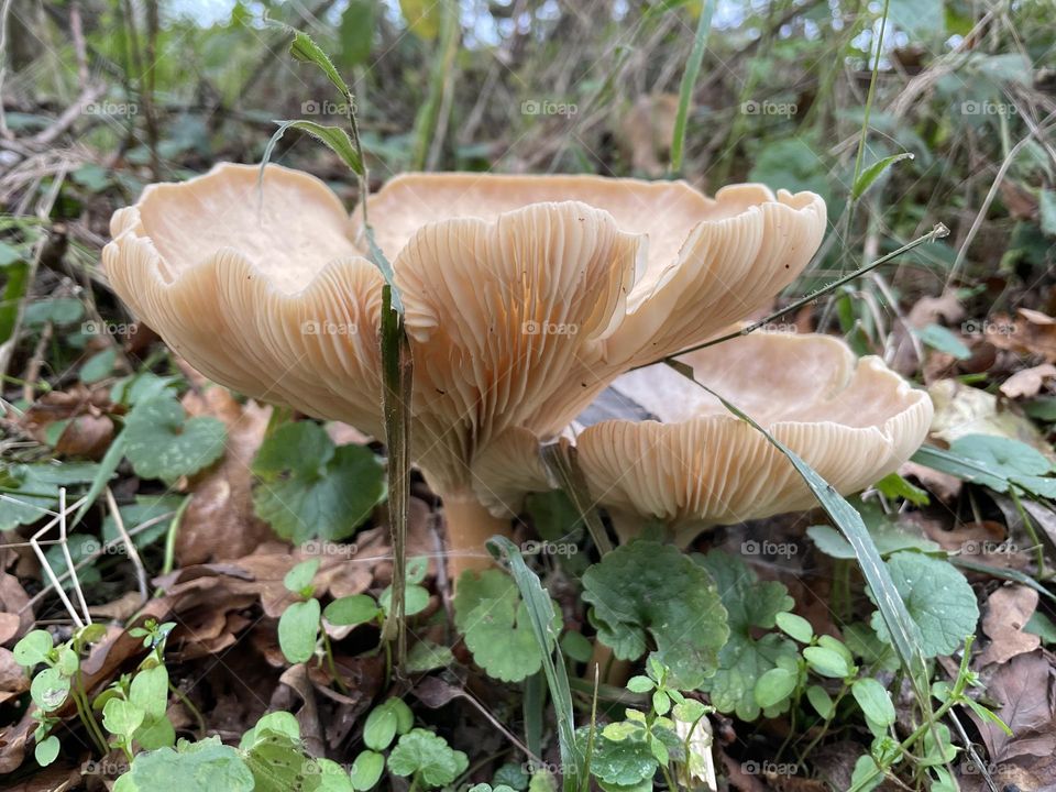 A large wild mushroom growing in December 