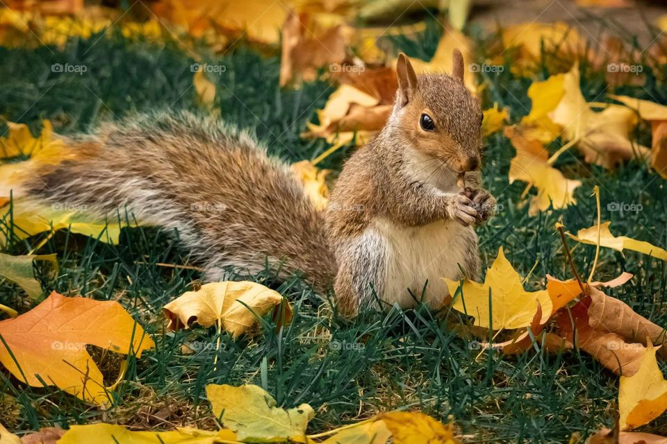 squirrel in the fall eating