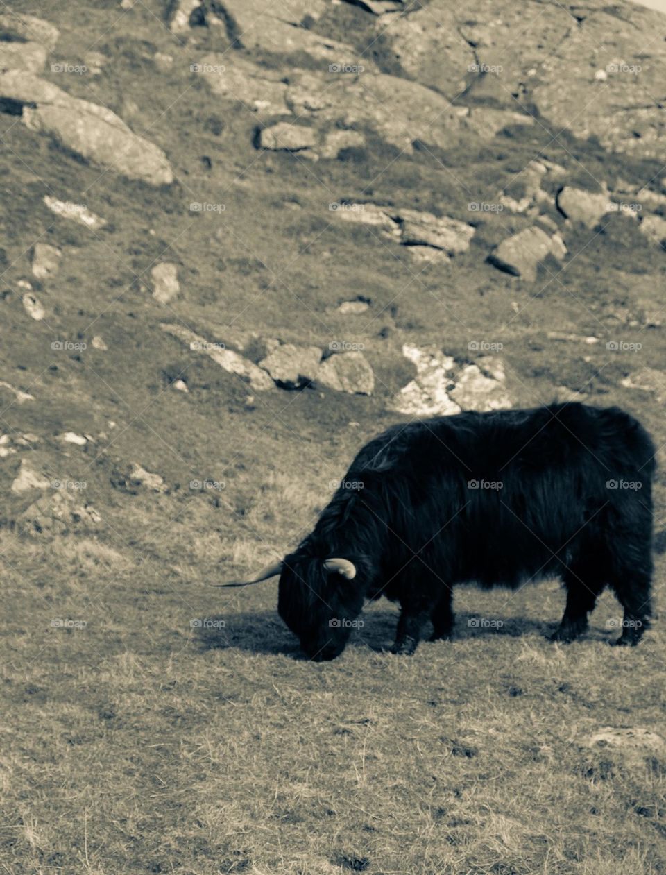 Highland cow grazing on the hillside, highland coo, Scottish highland cow, cows in Scotland, black and white portraits of animals 