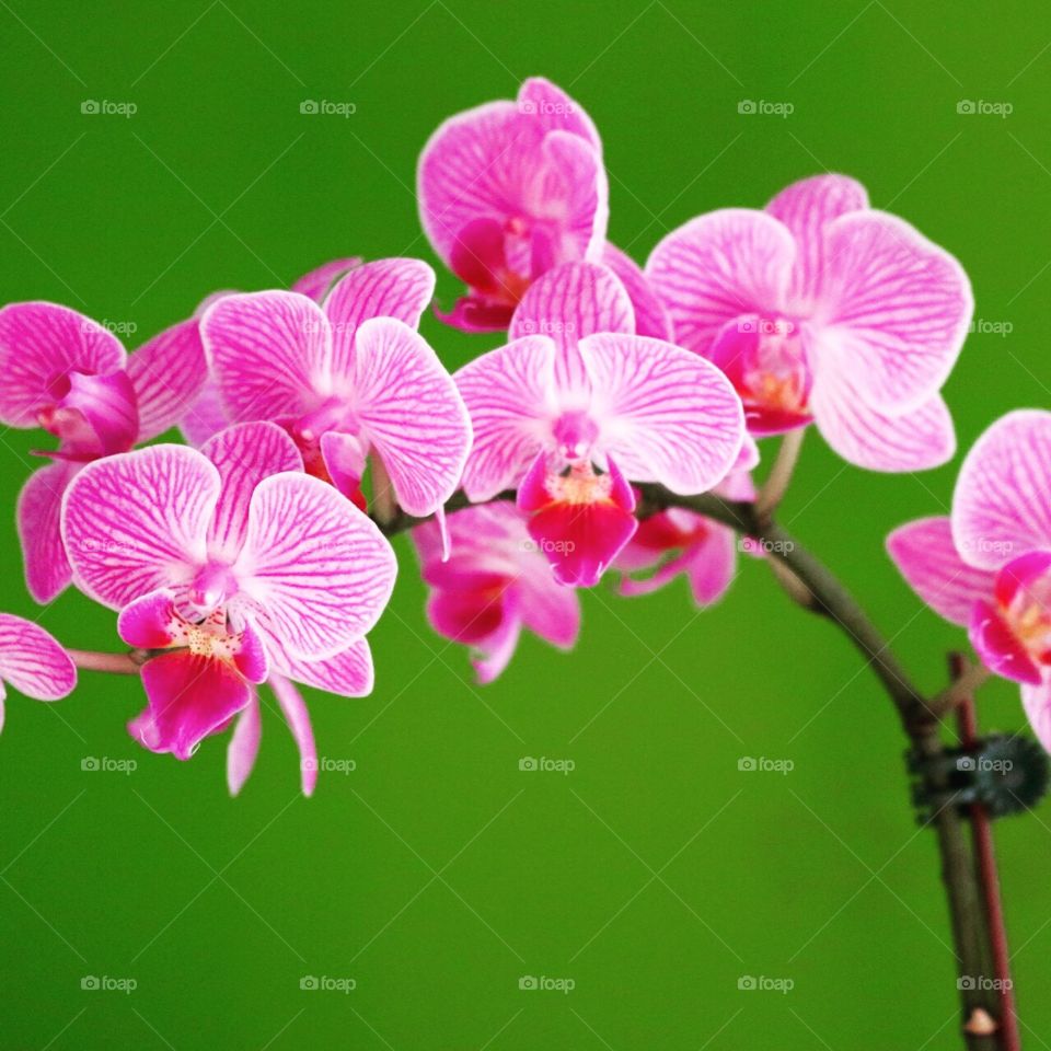 Orchid