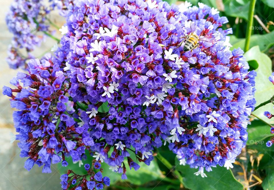 Bee on the spring flowers