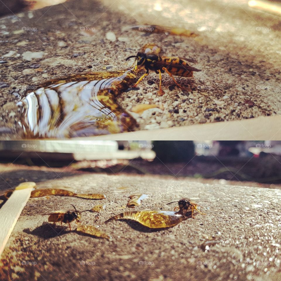 Wasps on Honey