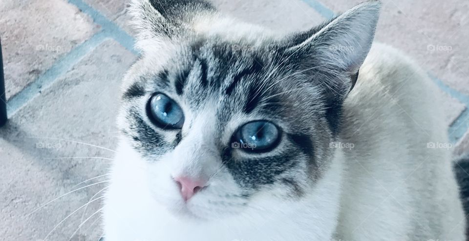 Blue eyes of a super sweet cat