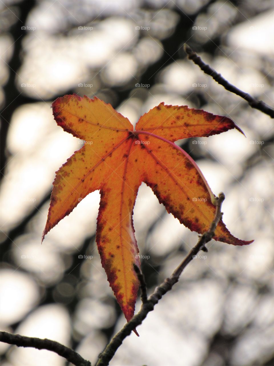 Fall, Leaf, Tree, Nature, Color