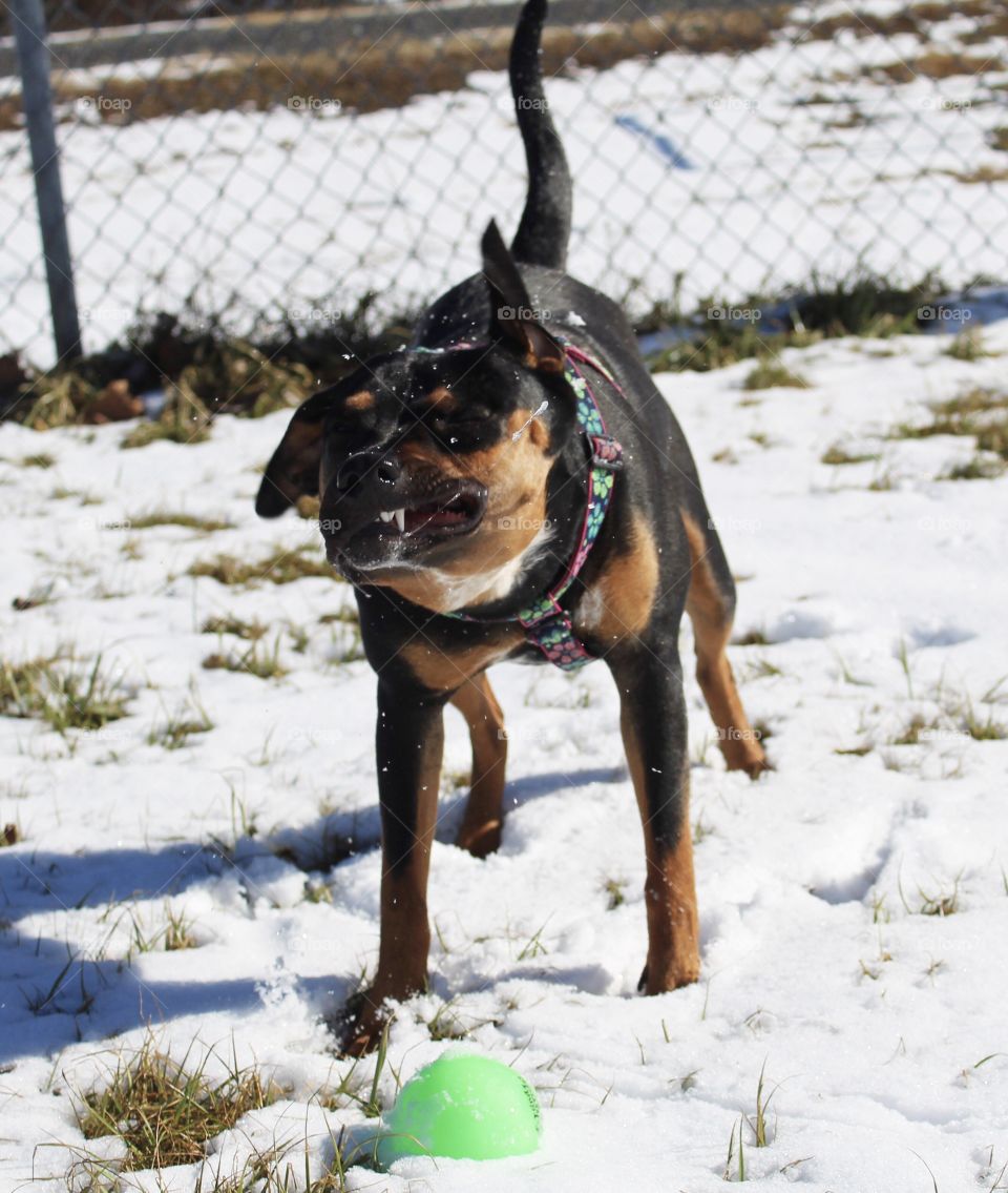Dog shaking off moisture while playing with a ball in the snow