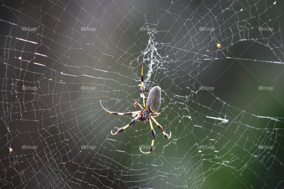 Spider 