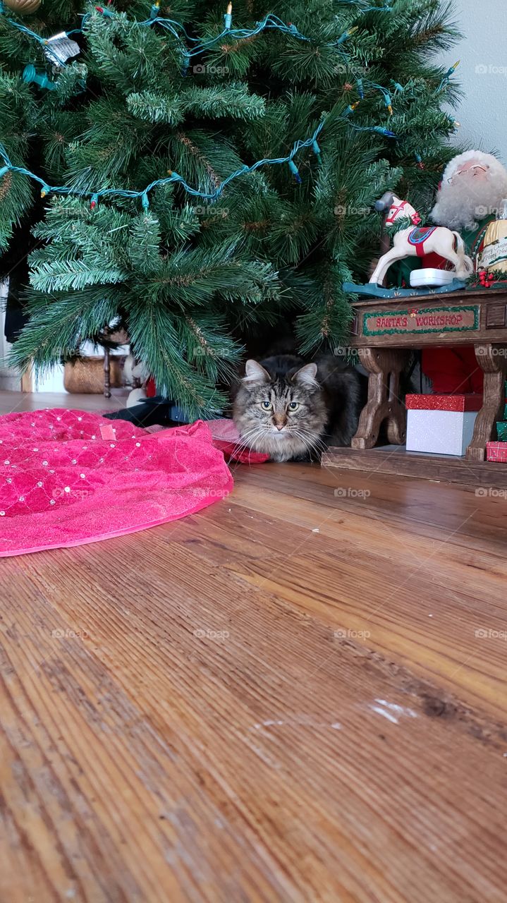 cat at Christmas