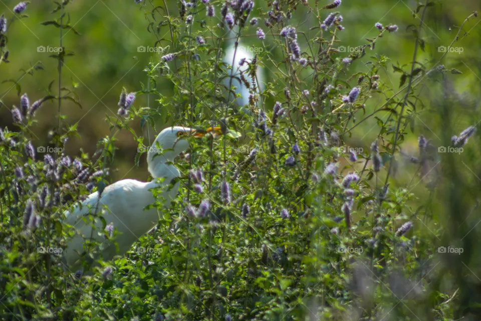 Egret