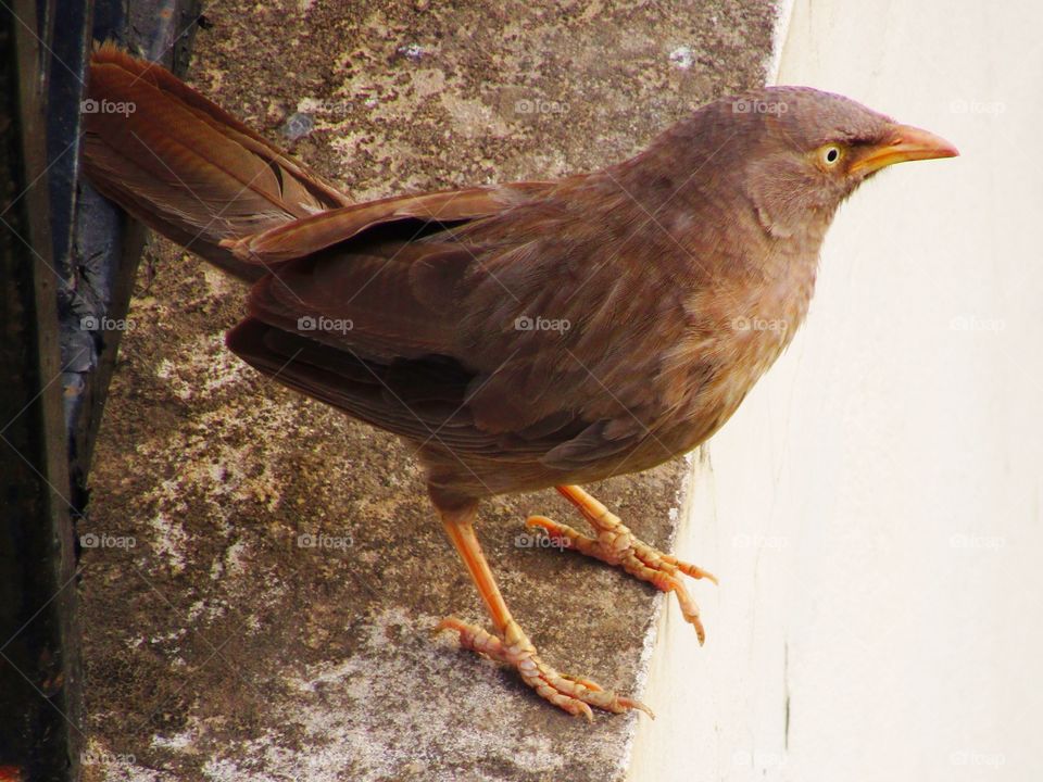 Jungle babbler bird or (Turdoides striata) or beautiful seven sisters or angry bird