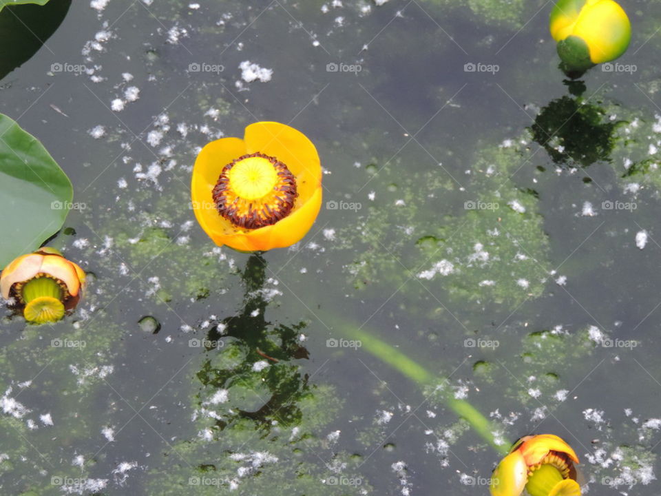 Yellow pond Lily.