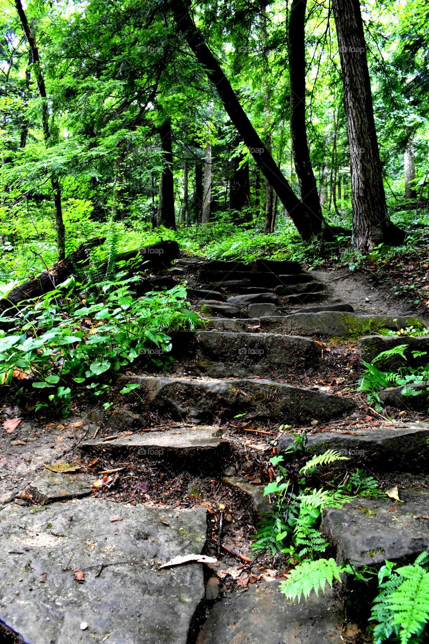 Hocking Hills Ohio State Park Forest ferns Stone steps path