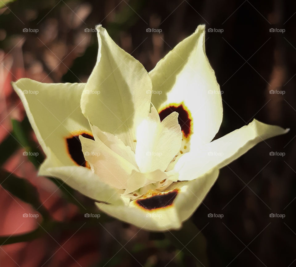 happy flower