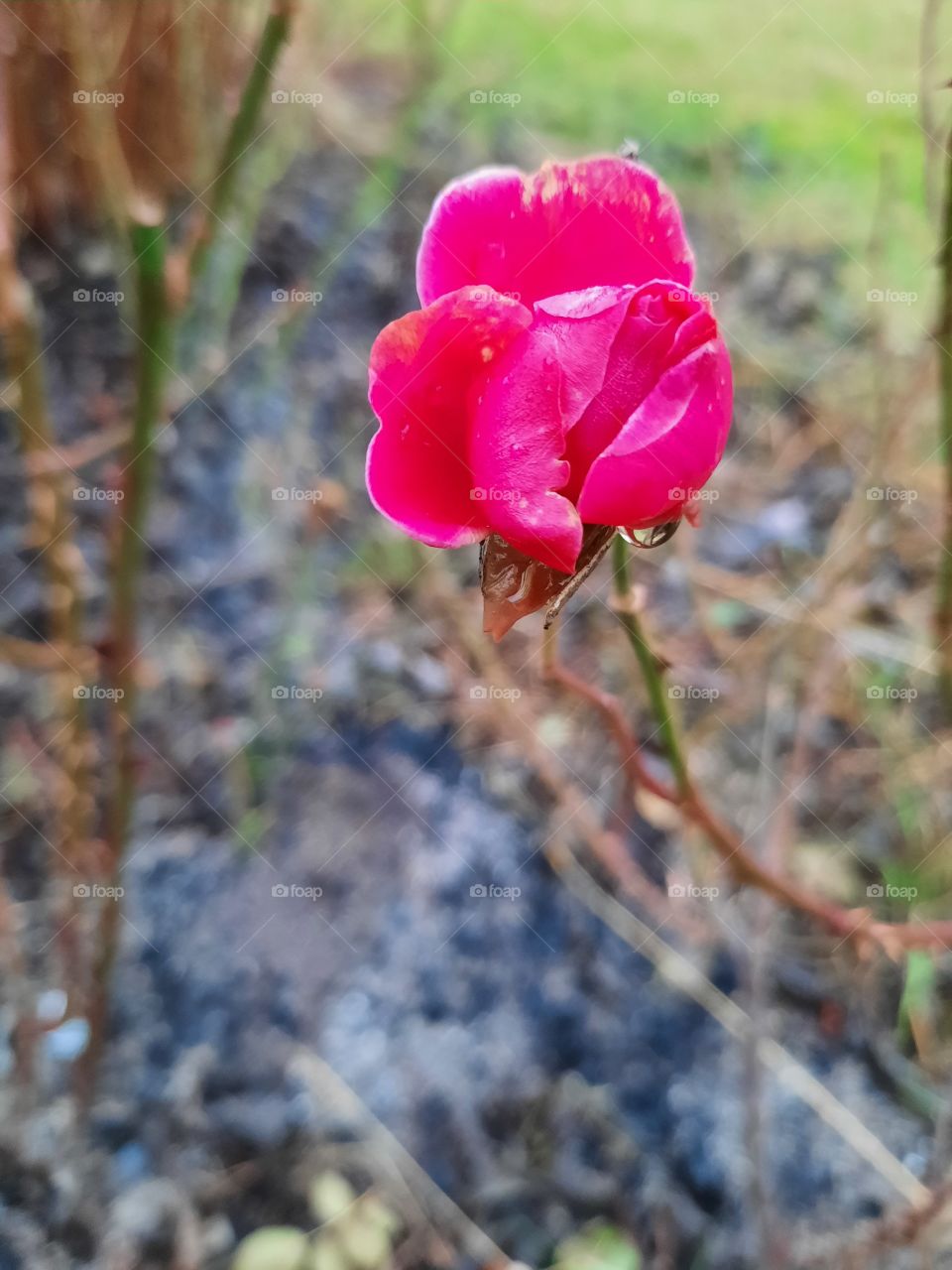 pop of color - bright pink rose in winter garden